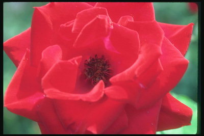 Red Rose veludo com pétalas.