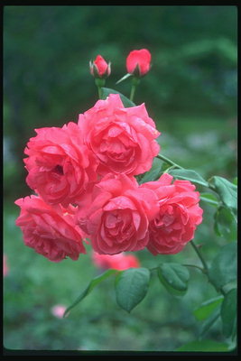 Ветка роз. Крупные, полные цветы.
