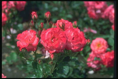 Bush rosas, flores grandes con pétalas ondulado.