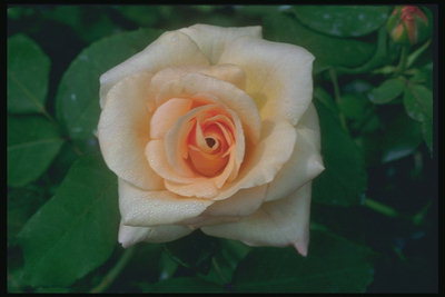 Роза кремового цвета.