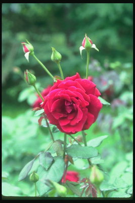 Ružin pupoljak sa tamnocrvena boja.