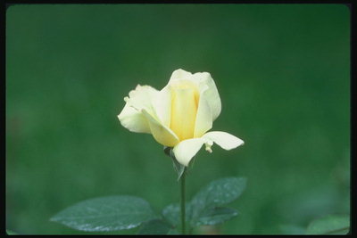 Halvány sárga rózsa egy vékony száron.