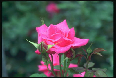 Rose dans les tons de rose, bourgeon
