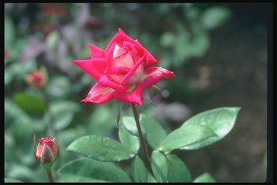Květina červená ruža, s ostrými hranami-lístkov.