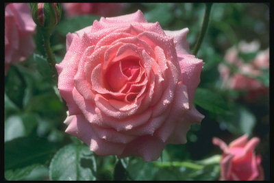 Rose bledo rožnate v rosi.