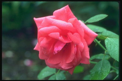 Bud of roses after a rain.