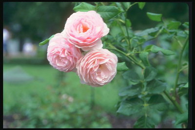 Filiala de trandafiri. Flori mici, mici, rotunde, cu petalele.