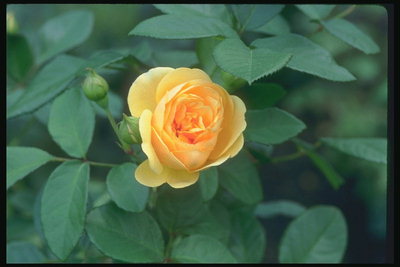Piccolo fiore rosa, tonalità di colore giallo. Foglie verde scuro.