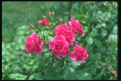 Bush roser. Syre-pink blomster og knopper.
