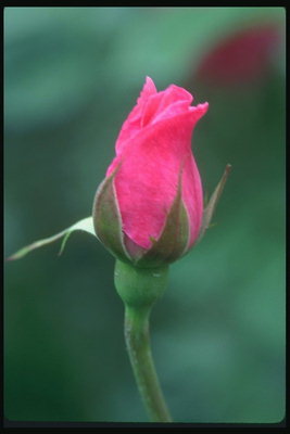 Bud kirkkaan vaaleanpunaisia ruusuja.