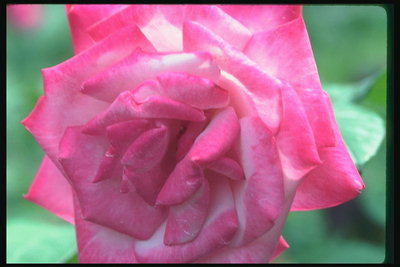 Pink Rose with a full heart.