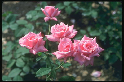 Bush varovasti-vaaleanpunaisia ruusuja, jonka kiiltävä paistaa.