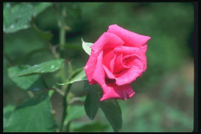 Пупољка светла роза нијанса.
