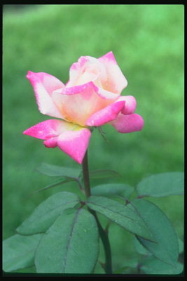 濃いピンクのバラの花柄の先に淡。