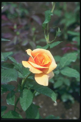 Tea rose with small dark green leaves.