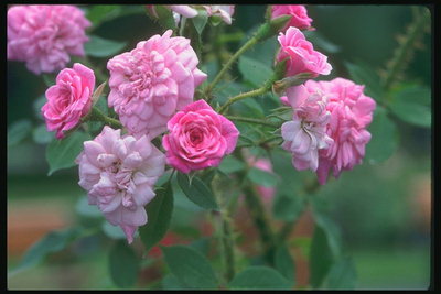 O ramo de flores rosas pequenas, redondas pétalas.