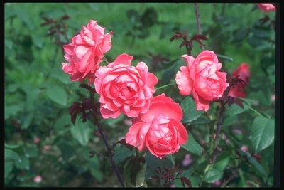 Rosa escarlata, similar a la Pion.