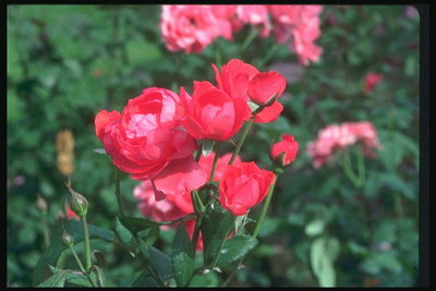 Троянда червона з великими довгими пелюстками.