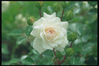 De tak van witte rozen met de kiem.