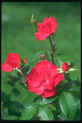 Tmavo-červená ruža s bud.