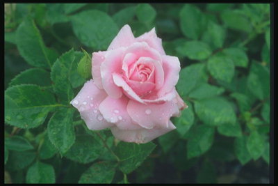 Нежно-розовая роза с капельками росы