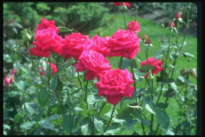 Sträucher Rosen dunkelrosa Farbe auf langen Beinen.