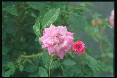 Rose pâle, rose curling.