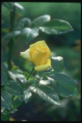 Bud of a yellow rose, with glossy leaves.