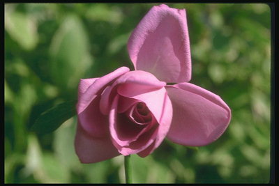Rose lilac shades.