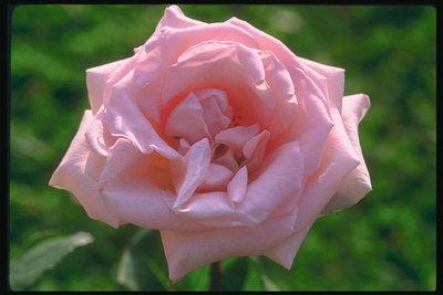 Blass rosa Rosen.