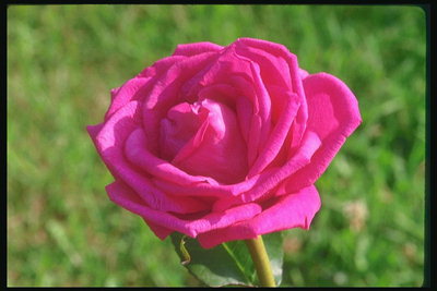 Яскраво-рожева троянда.