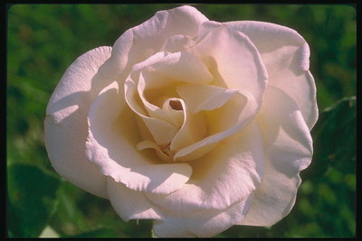 Lichtroze roos, met grote ronde bloemblaadjes.
