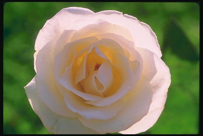 クリームのバラのほとんどは色合い。