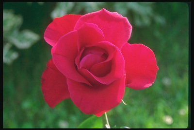 Red Rose met lange bloemblaadjes.