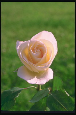 Cream-różowe róże.