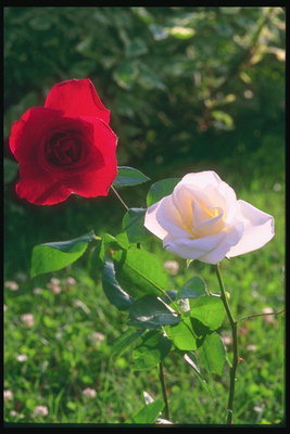 De samenstelling van rood en lichtroze rozen.
