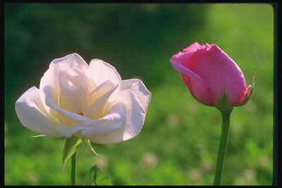Rose - branco e rosa e rosa brilhante.