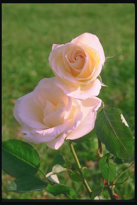 Buds of the roses perlahan-warna pink.