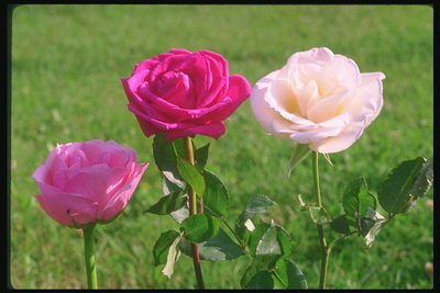 Složení s růžovou, zářivě růžové a světle růžové růže