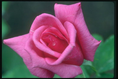 Rosa brillante rosa con pétalos de largo.