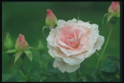 Роза белая со светло-розовой срединкой и рваными краями.
