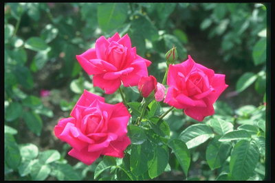 Куст ярко-розовой розы с бутонами.