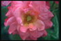 Hoa hồng tròn màu hồng với petals.