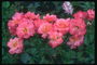 Bush różowe róże.