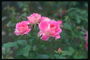 明亮的粉红色玫瑰，与蹂躏的边缘花瓣。