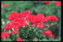 붉은 장미의 작은 덤불.