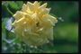 Rose blyškiai geltonos spalvos, su aštriais Petals.