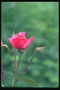 Žiedpumpuriai ryškiai rožinės spalvos rožės.
