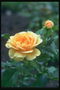 黄玫瑰与温暖的橙色的心。