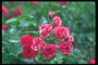 La succursale de petites roses rose pâle, avec des pétales ondulées pointe.